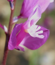 Chiedo conferma..Polygala